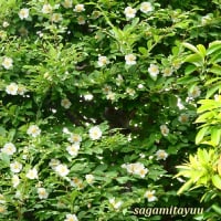 相武台グリンパークで「ナツツバキ」が白い5弁花を披露中！！