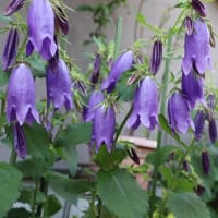 青花のホタルブクロ（サラストロ）は、今年は１０本咲きました。