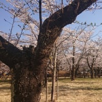 #132 -’25.　花を愛でる二日間・満開の桜の聖光寺遍（４月２６日土曜日）