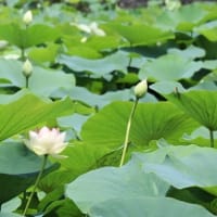 福井の夏におすすめスポット！南越前町の花はす公園の3つの魅力とは？