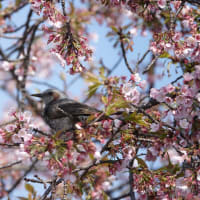 桜の花尽くし🌸