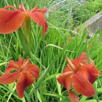 ba-baの花畑の花