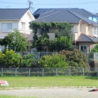 庭木の「剪定」か、「トトロの森」か？