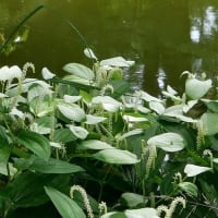長居植物園の“ヘメロカリスの花”たち！