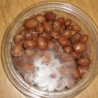 マメ日記。～１日目～