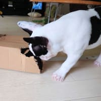 ダンボール遊び