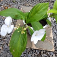 冬アジサイです