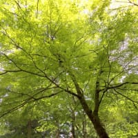 樹木のように