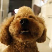 イタズラにイラっとしたら・・・