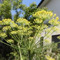 ムクゲの咲くころなのかな？