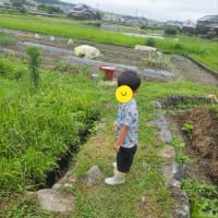 植える