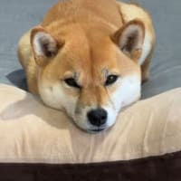突然直った？！続：30年物の小さな鳩時計