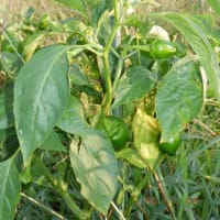　2期目のお茶畑手伝い始まりました　野菜収穫5種類