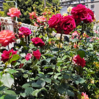 都電と薔薇／大塚駅前ー向原間の坂