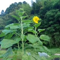 今日いち-2025年6月29日