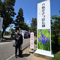 八橋かきつばた