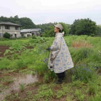 〇6/2　アイポイント農園報告　　サトイモ畑雑草取り・・・のち大雨　　ジャガイモ収穫は6月15日