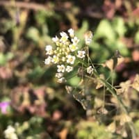 この時期に花盛りでビックリ！！