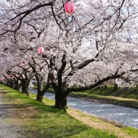 あさひ舟川沿いの桜並木
