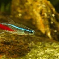 The Neon Tetra Disease in Aquarium Fish