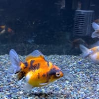 癒しのミニ水族館 aquarium 2