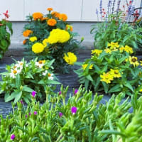「地域ぐるみでむらじゅう花ざかり事業」の下生坂区南部３常会の花畑の風景
