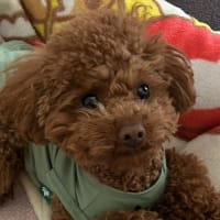 今日もお腹が痛い中仕事へ！