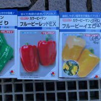 パプリカを植え付けました(^^)/ (5月20日)