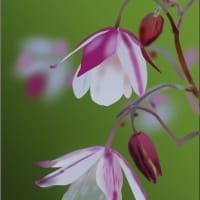 桜乙女