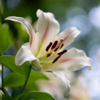  日比谷公園の百合（その2）