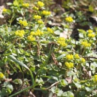 身近な里山と少し遠出した場所と