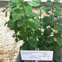 姫百合、フジバカマ・・・京都薬用植物園