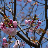 河原の木々の芽吹きと桜～大月市②