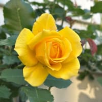 バラと過ごす