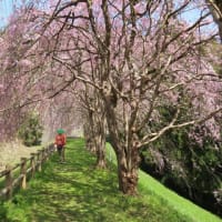 チューリップ畑と枝垂れ桜