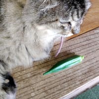 クラウスとオクラ。