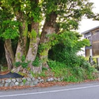 高知県香南市、野市町下井「野槌神社のタブノキ」です！！