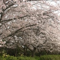 桜とやくも・王陵の丘サイクリング