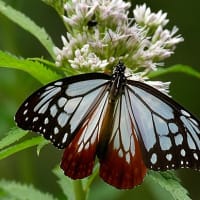 池の平湿原のベニヒカゲ