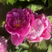 5月、6月のお花 2021　湧き上がるエネルギー