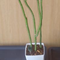 成長の実感。