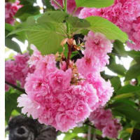 「八重桜」　　　自然観察公園「イヌザクラ」