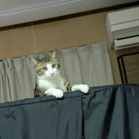 クリンへの想いは尽きなくて・・・306（クー君のこと）