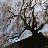 宇陀の又兵衛桜
