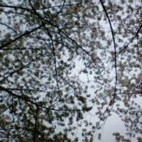 春の陽気に誘われて、千鳥が淵に桜を愛でに行って来た。