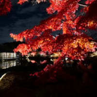 大仙公園　日本庭園の紅葉　ライトアップ（２０２４年１１月３０日）静止画