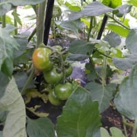 夏野菜混植栽培してます