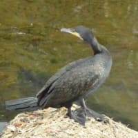 庭と川に来る鳥