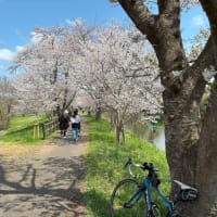 守谷　桜ツーリング