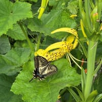 オウゴンオニユリにナミアゲハ